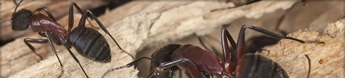 Close-up of ants on wood showing an active ant infestation in Memphis, TN