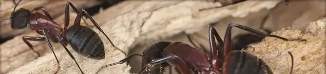 Close-up of ants on wood showing an active ant infestation in Memphis, TN