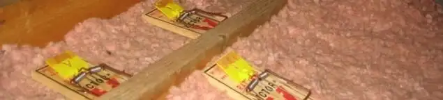 Mouse traps placed in an attic for rodent control in Memphis, TN