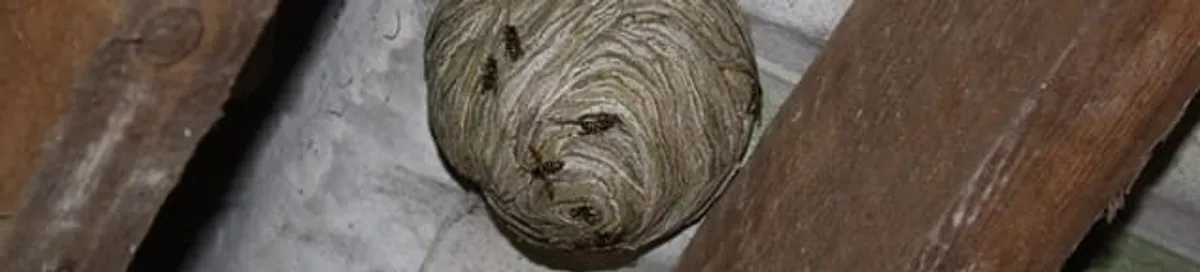 Wasp nest in an attic space, a common home infestation risk in Memphis, TN