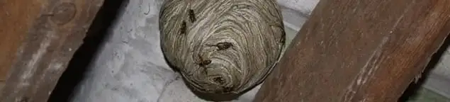 Wasp nest in an attic space, a common home infestation risk in Memphis, TN