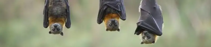 Bats roosting together, a common sign of a bat infestation in Memphis, TN