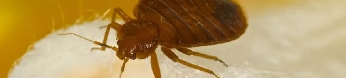 Close-up of a bed bug, a sign of an active infestation in Memphis, TN