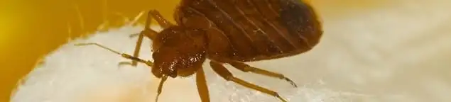 Close-up of a bed bug, a sign of an active infestation in Memphis, TN