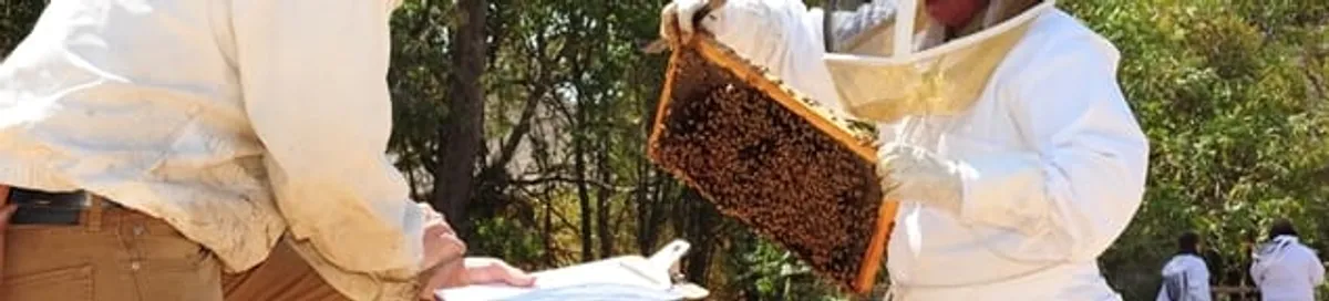 Bee removal specialists relocating a hive and honeycomb safely in Memphis, TN