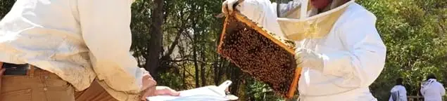 Bee removal specialists relocating a hive and honeycomb safely in Memphis, TN
