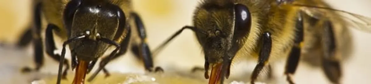 Close-up of honey bees, a sign of a nearby hive in Memphis, TN