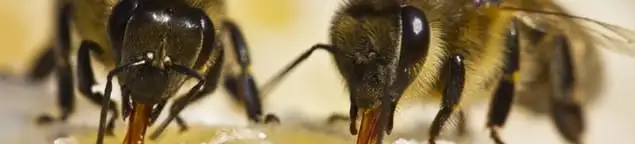 Close-up of honey bees, a sign of a nearby hive in Memphis, TN