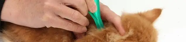 Flea treatment for pets using a flea comb, a sign of flea problems in Memphis, TN