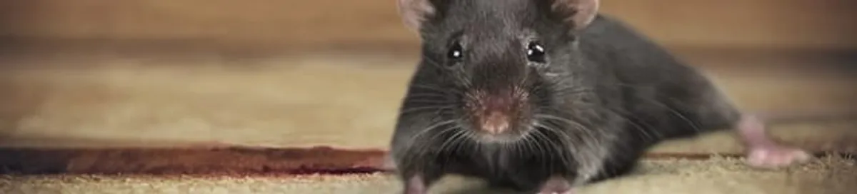 Mouse indoors, a common sign of a rodent infestation in Memphis, TN