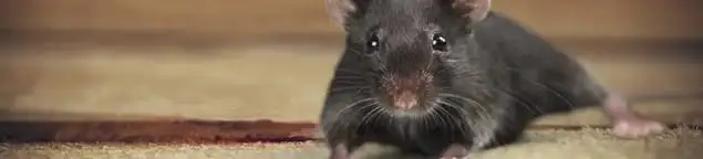 Mouse indoors, a common sign of a rodent infestation in Memphis, TN