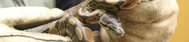 Snake removal specialist safely handling a snake with protective gloves in Memphis, TN