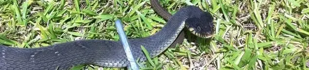 Snake in a yard, a common sign of a snake problem near a home in Memphis, TN