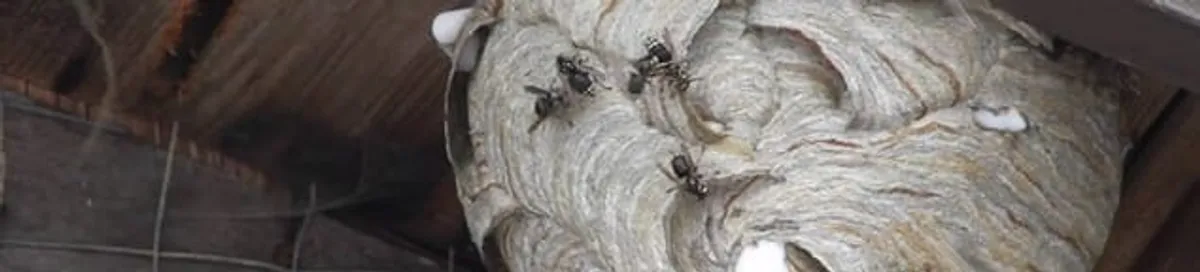 Close-up of a wasp nest with active wasps, a sign of an infestation in Memphis, TN