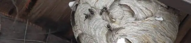 Close-up of a wasp nest with active wasps, a sign of an infestation in Memphis, TN
